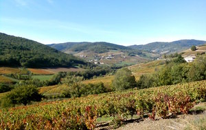 561205483c608_rbeaujolais1020154.jpg