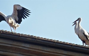 5d84ec74be75b_DSC03166.JPG